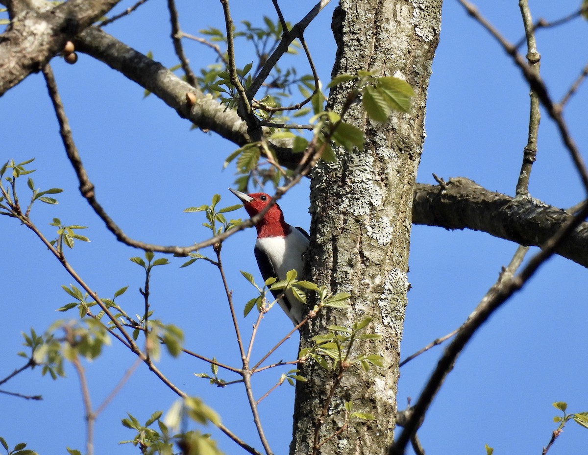 Red-headed Woodpecker - ML559390221
