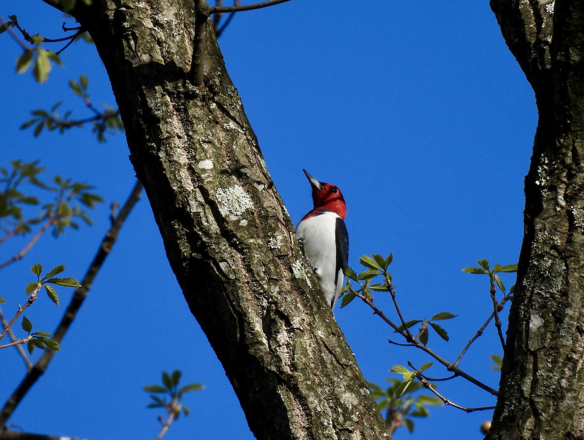 Red-headed Woodpecker - ML559390231