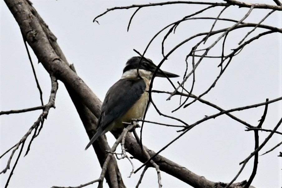 Sacred Kingfisher - ML559390301