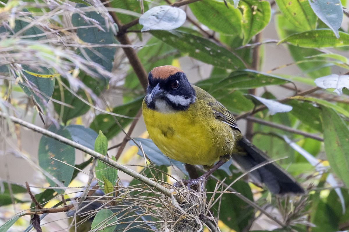 Moustached Brushfinch (Moustached) - ML559392831