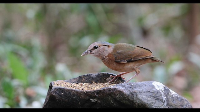 Blaubürzelpitta - ML559393681