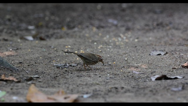 Puff-throated Babbler - ML559393791