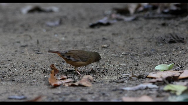 Abbott's Babbler - ML559394141