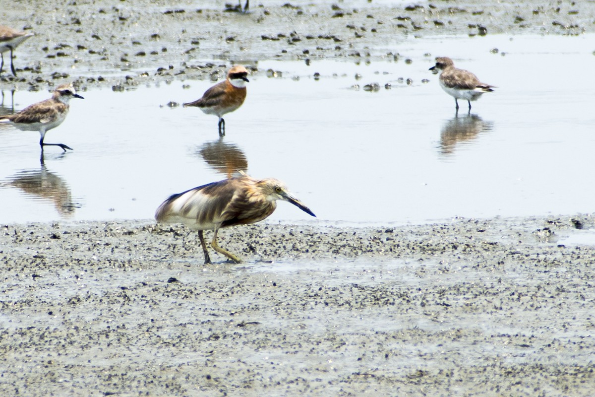 Javan Pond-Heron - ML559394271