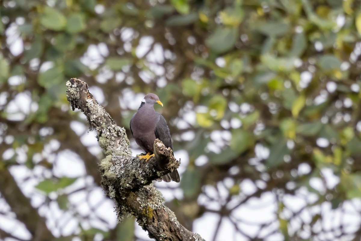 Band-tailed Pigeon (White-necked) - ML559394361