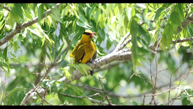 Slender-billed Oriole - ML559394591