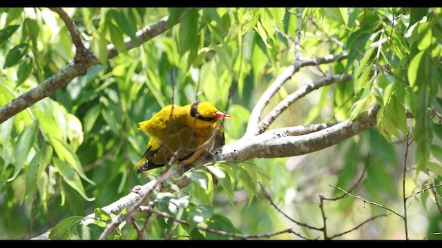 Slender-billed Oriole - ML559394601