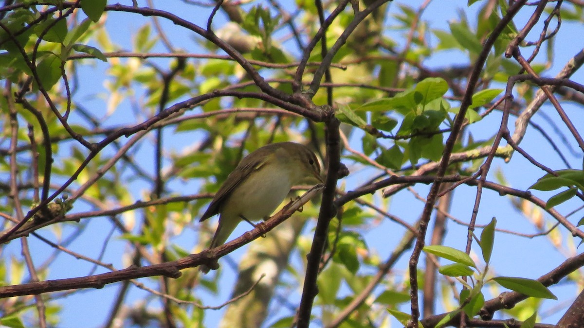 Willow Warbler - ML559394741