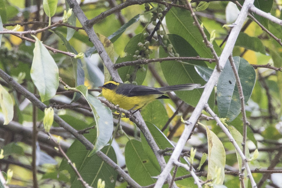 Yellow-bellied Fairy-Fantail - ML559395071