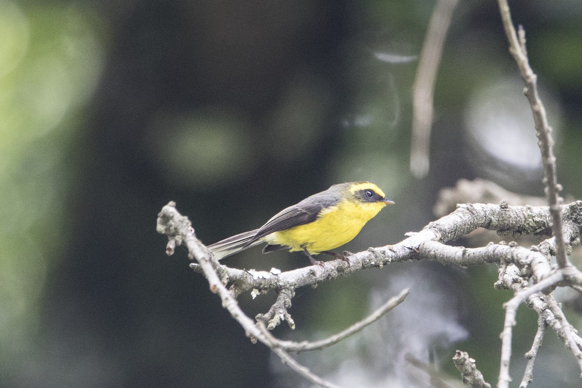 Yellow-bellied Fairy-Fantail - ML559395091