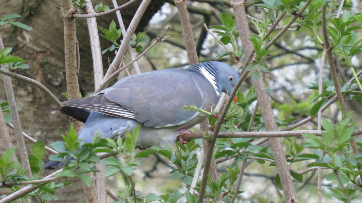 Common Wood-Pigeon - ML559395331
