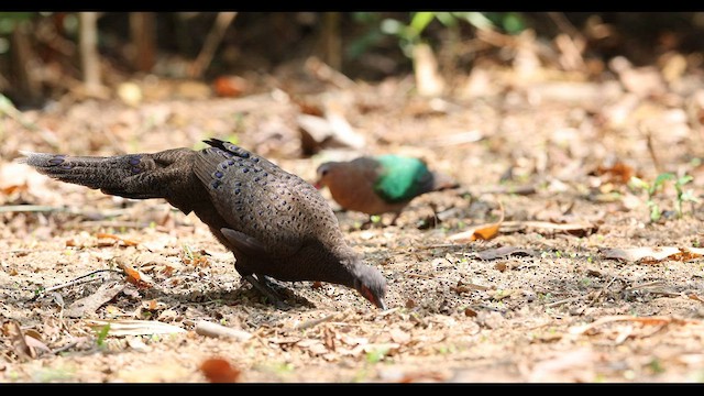 Germain's Peacock-Pheasant - ML559395871