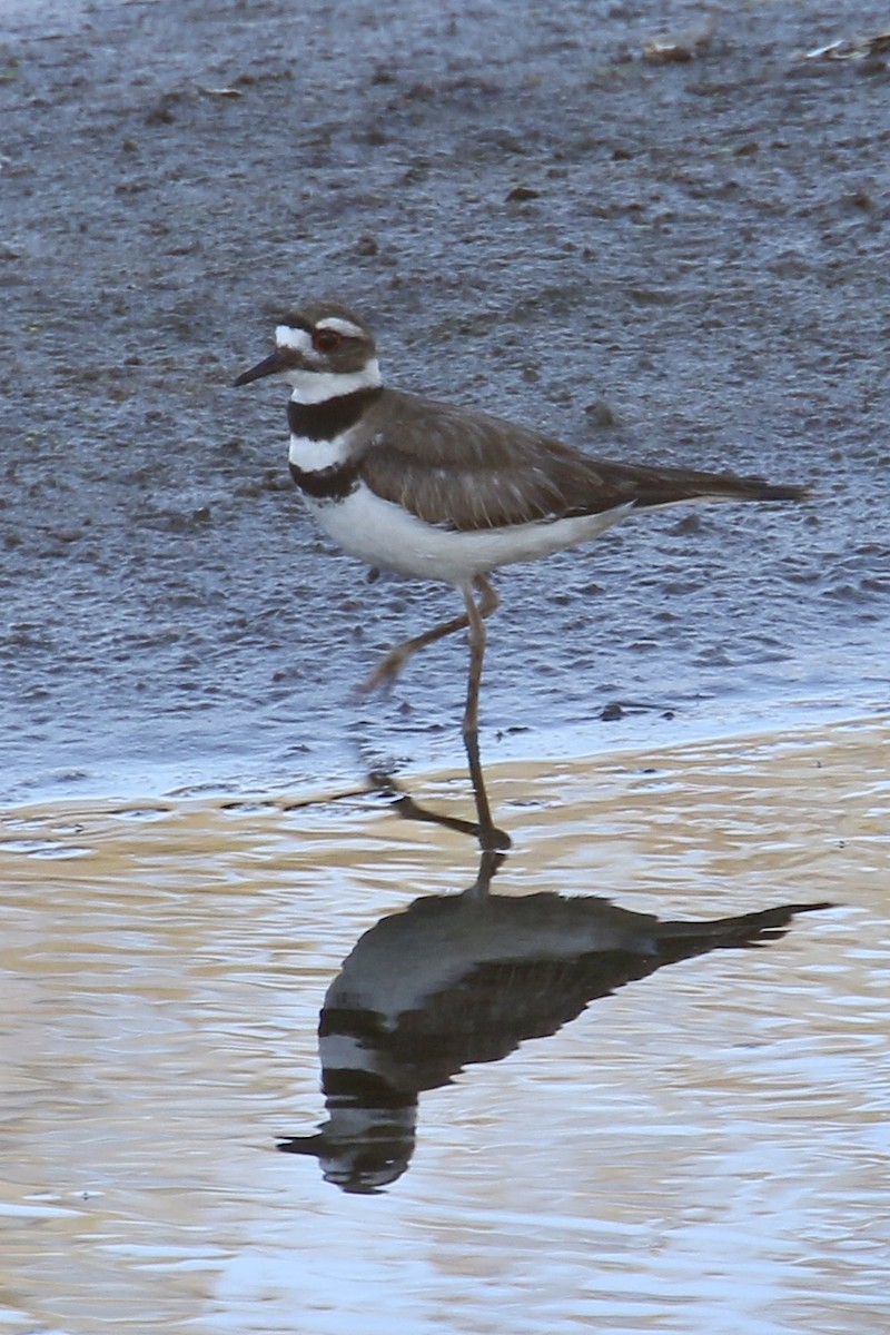 Killdeer - Anonymous