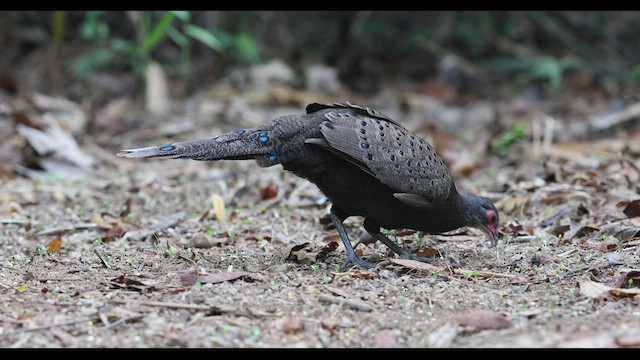 Germain's Peacock-Pheasant - ML559396401