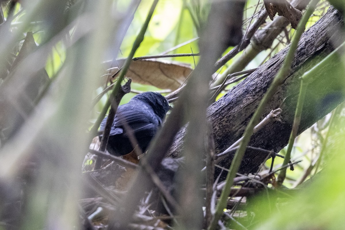 Blackish Tapaculo (Blackish) - ML559396911