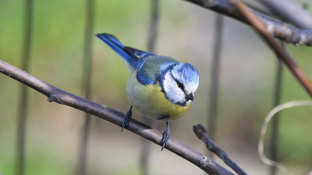 Өрнийн хөх бух - ML559396961