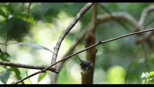 Bulbul Ceniciento - ML559396981