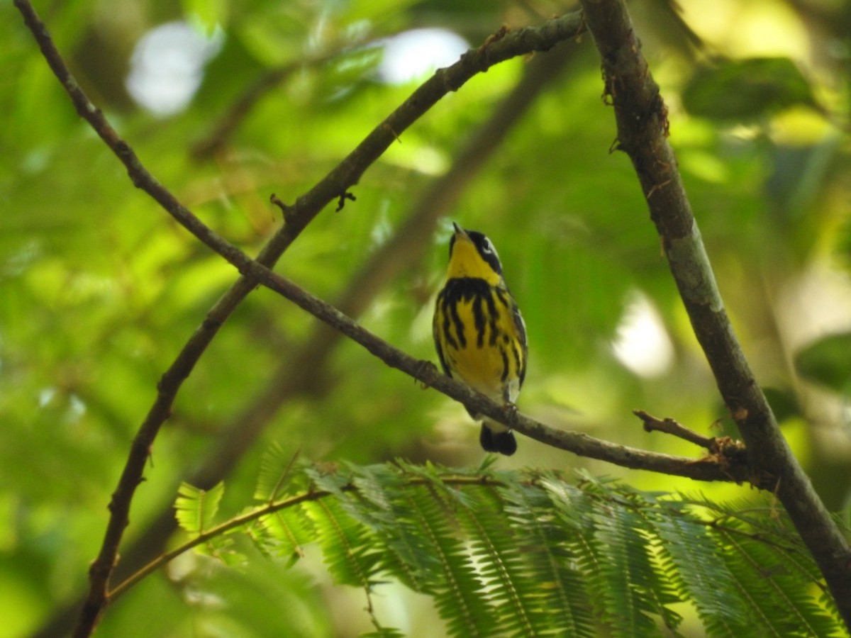 Magnolia Warbler - Roberto Downing