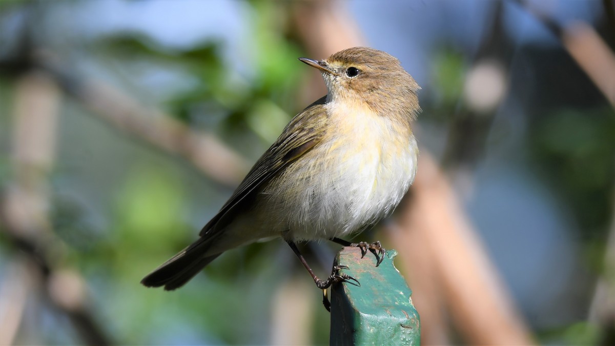 Урианхайн дууч шувуу - ML559397381