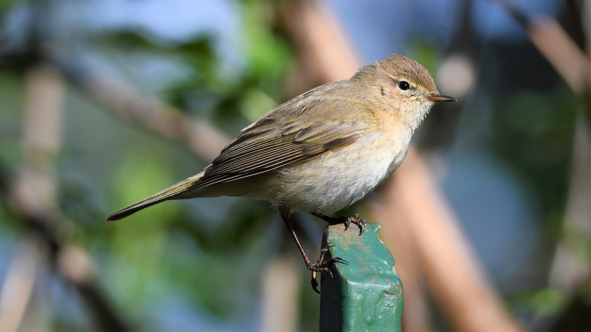 Урианхайн дууч шувуу - ML559397391