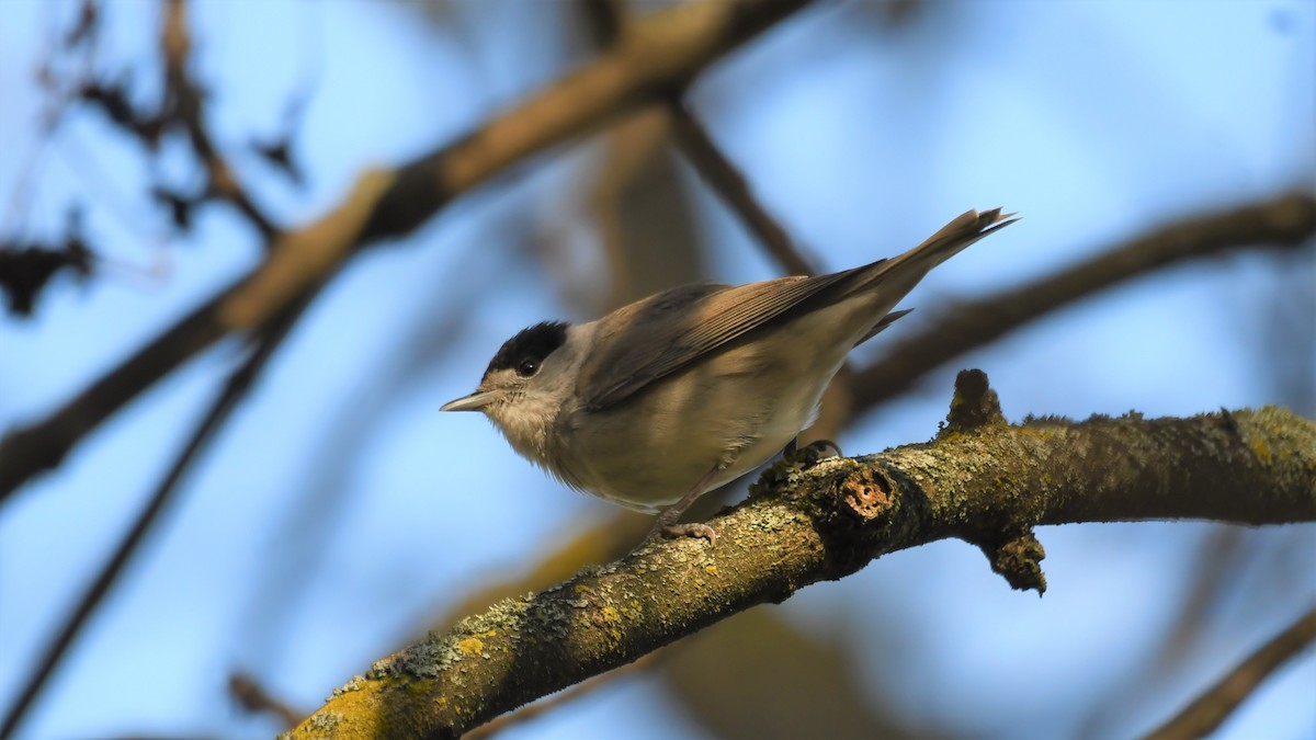 Халимагт зэржгэнэ - ML559397431