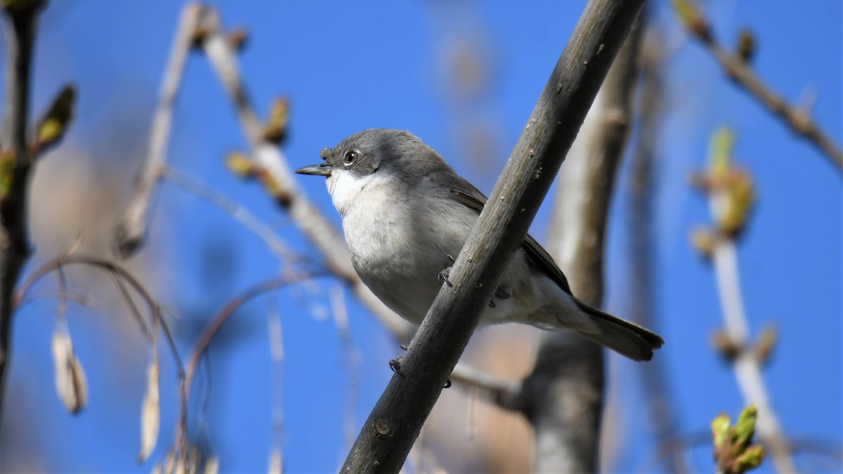 Тарчигнаа зэржгэнэ - ML559397471