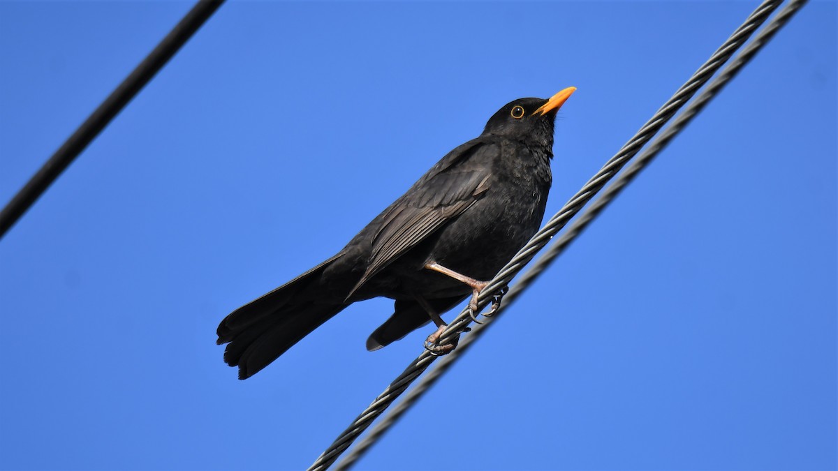 Хар хөөндэй - ML559397551