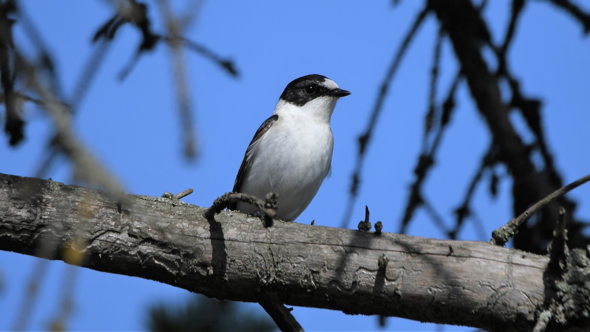Collared Flycatcher - ML559397571