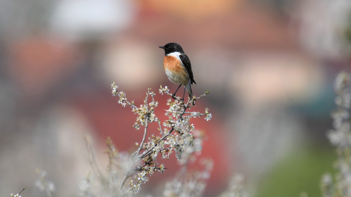 European Stonechat - ML559397601