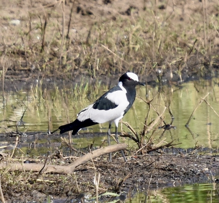 Blacksmith Lapwing - ML559397621