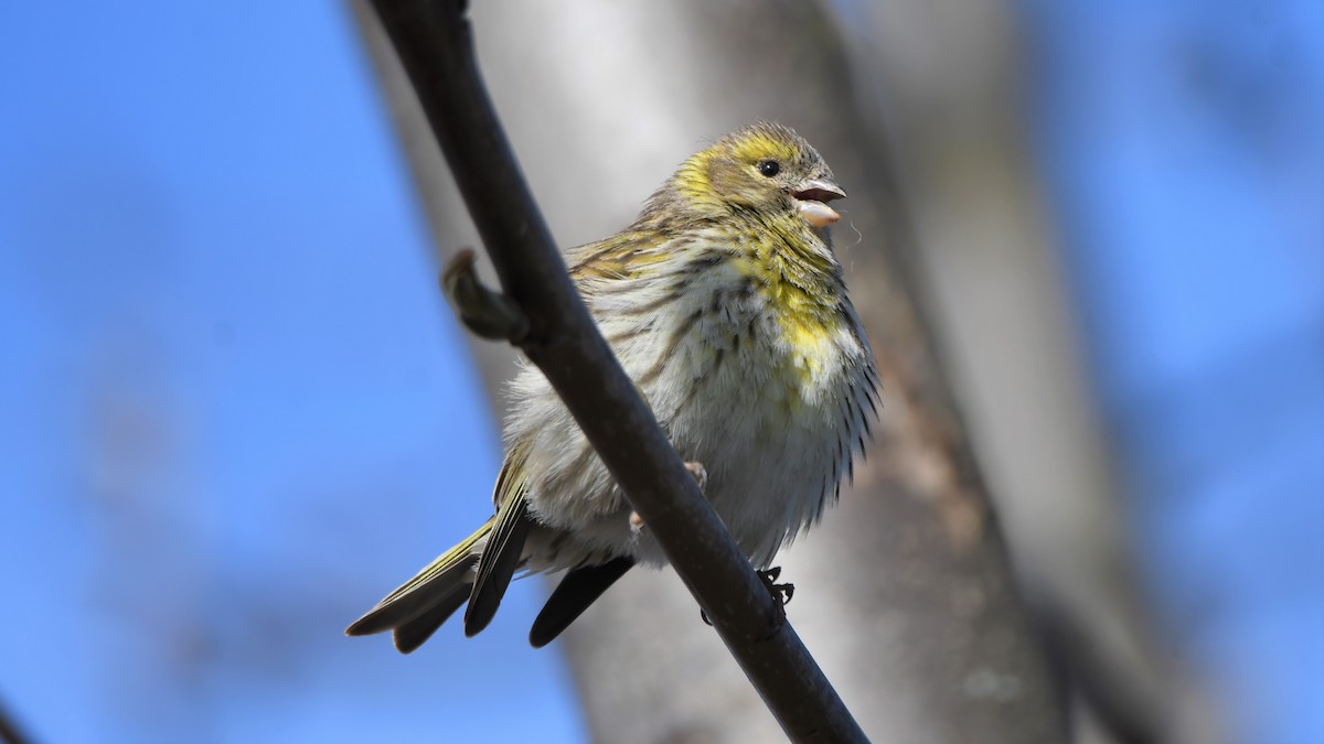 European Serin - ML559397651