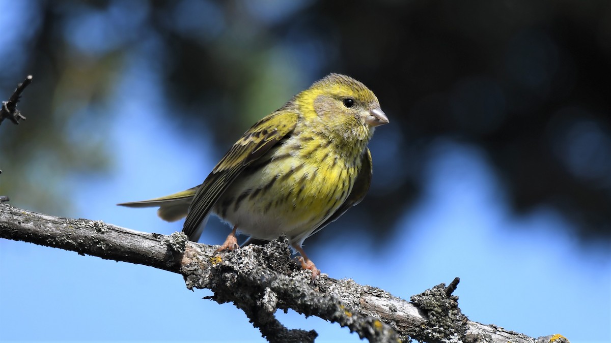 European Serin - ML559397661