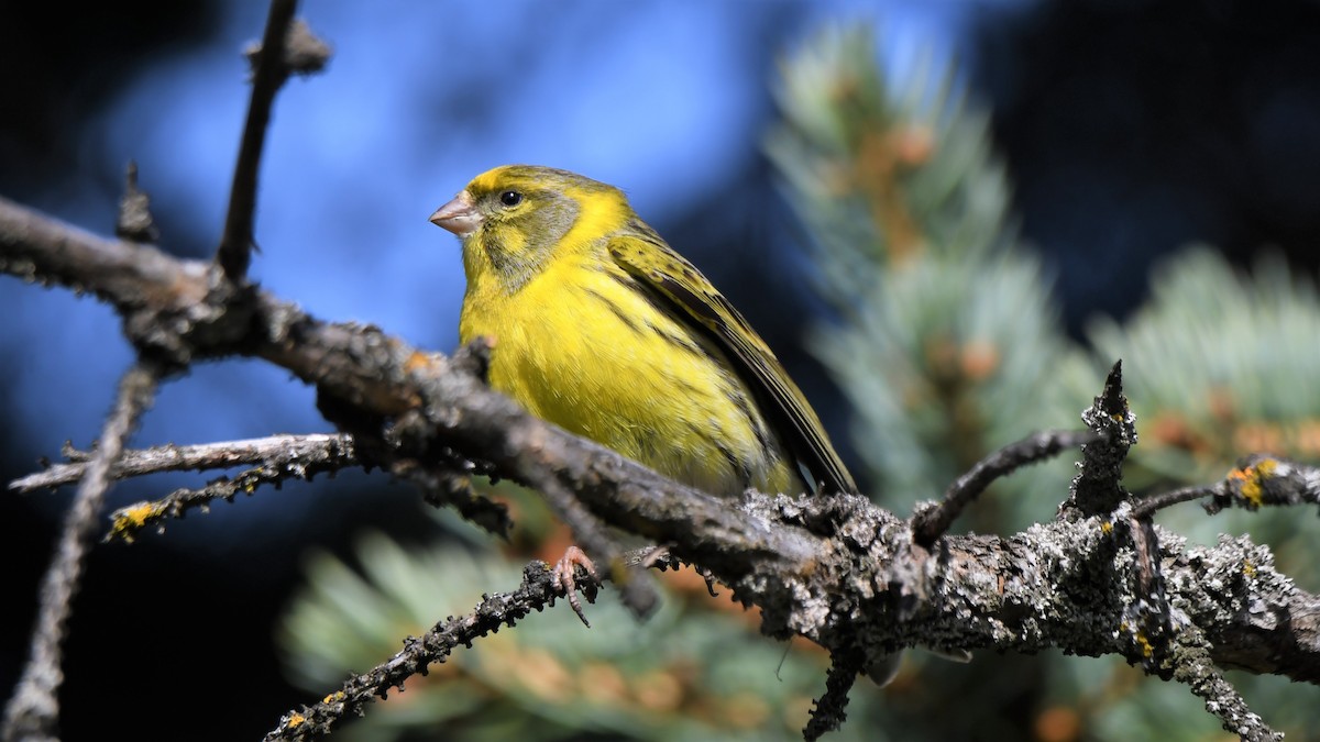 European Serin - ML559397671