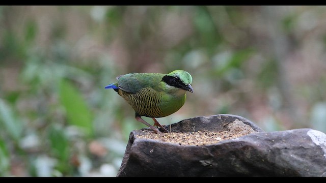 Bar-bellied Pitta - ML559397951