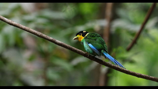 Long-tailed Broadbill - ML559399531