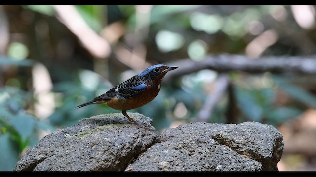 White-throated Rock-Thrush - ML559399601