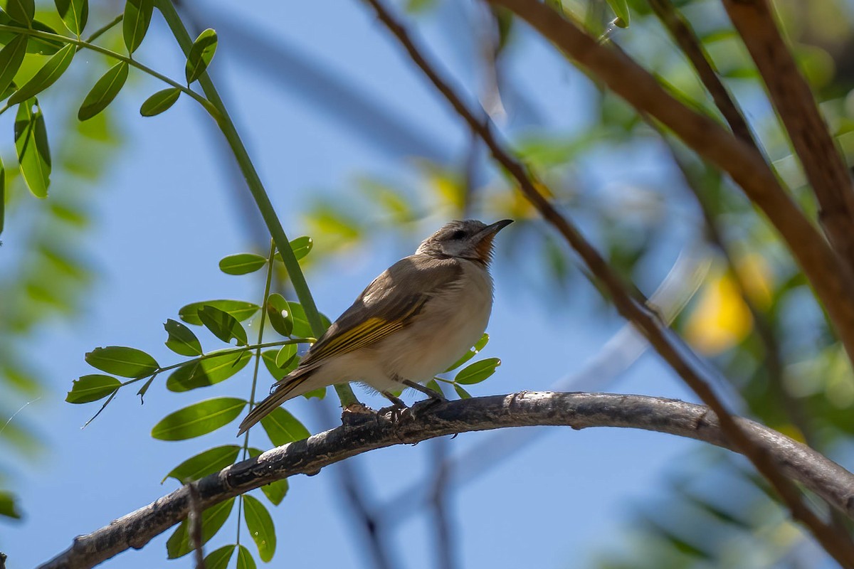 Rufous-throated Honeyeater - ML559399681