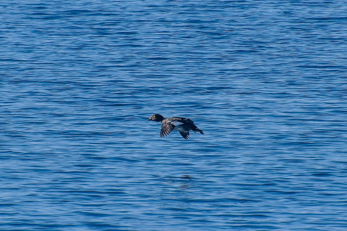 Porrón Osculado - ML559399691