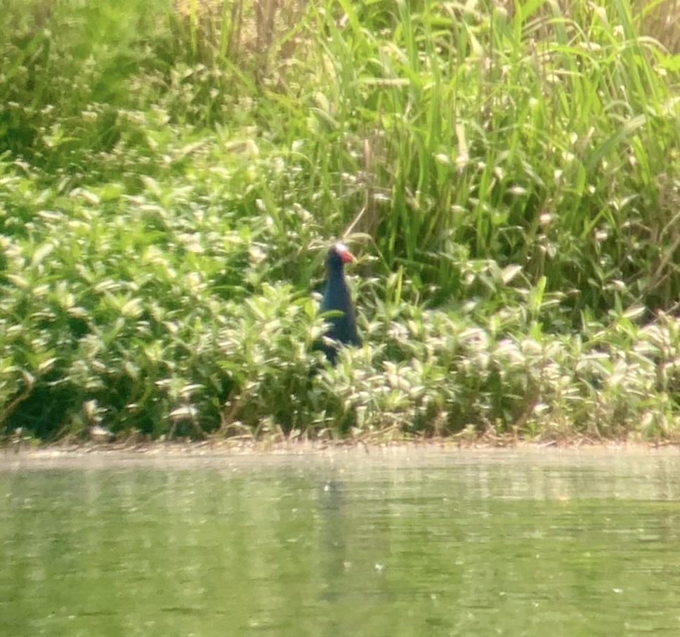 Purple Gallinule - sheryl mcnair