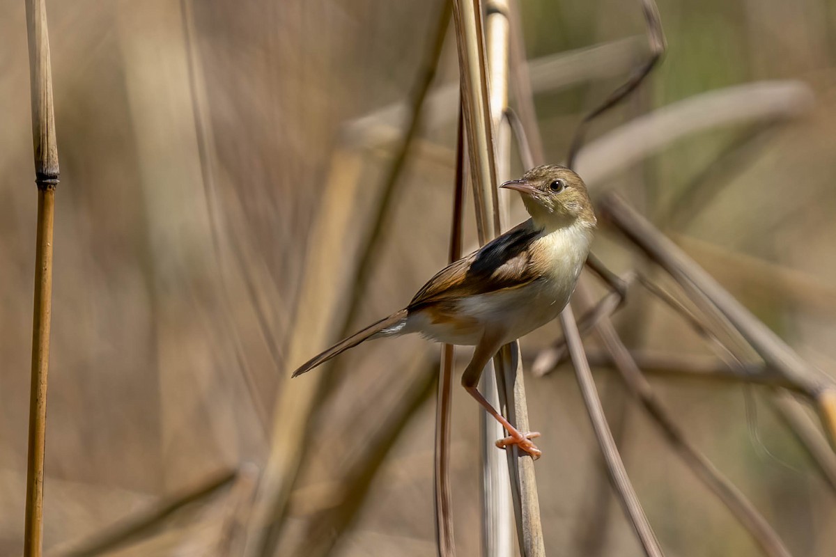 Golden-headed Cisticola - ML559399911