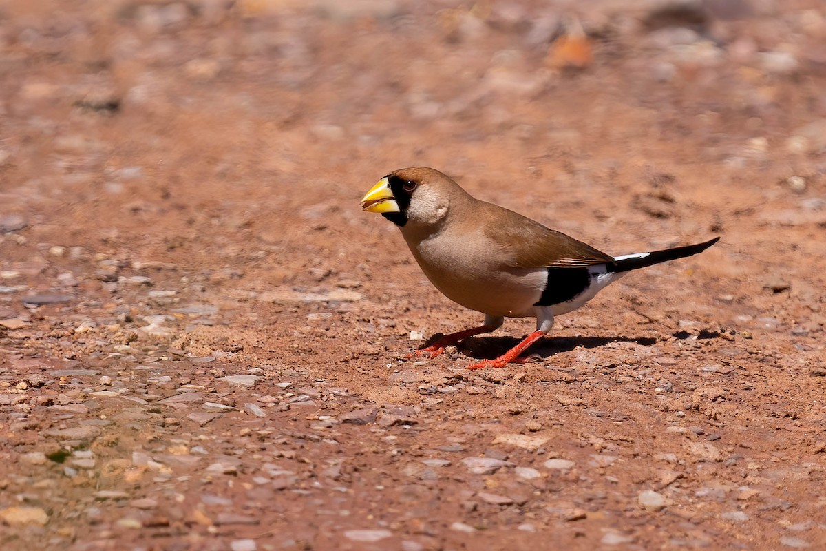 Masked Finch - ML559400071