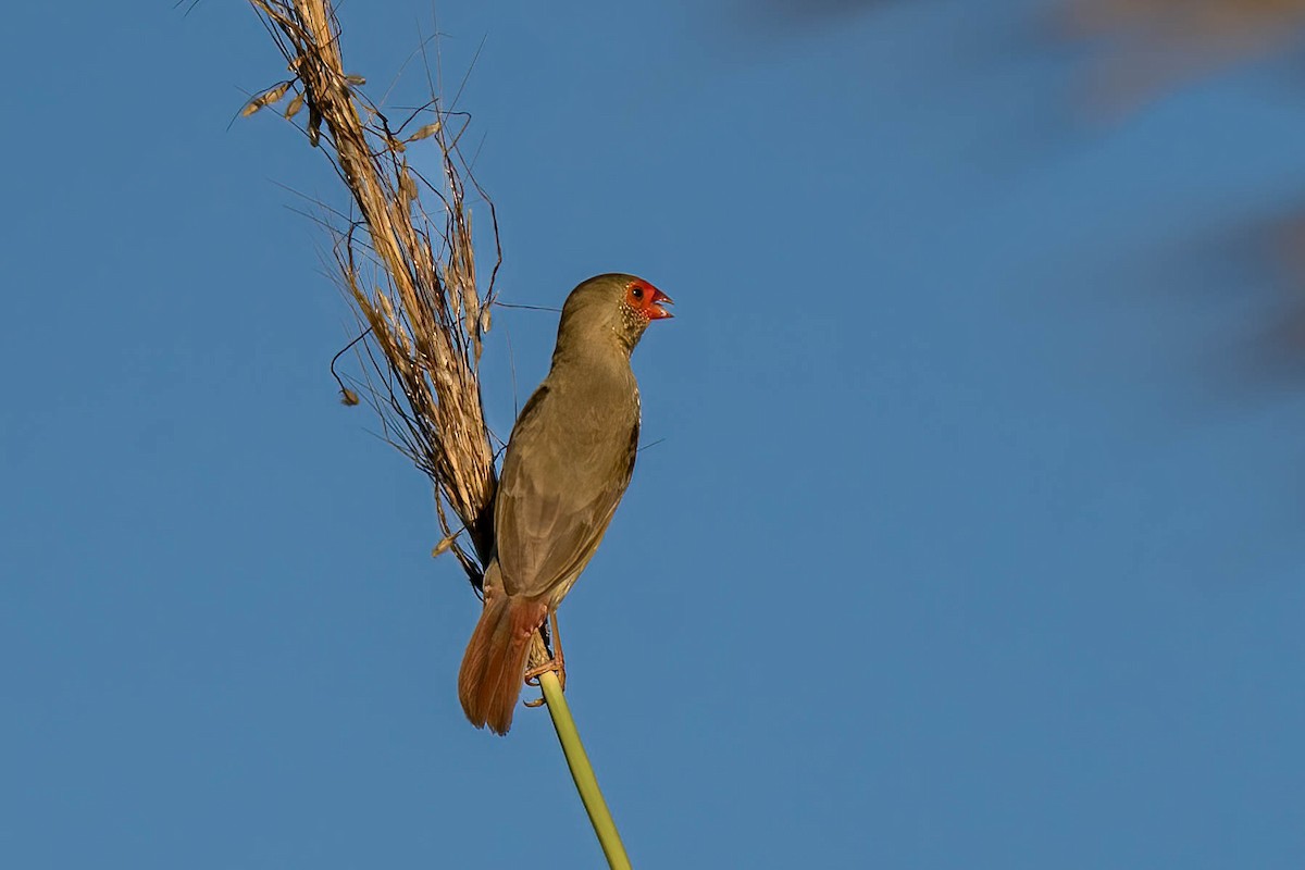 Crimson Finch - ML559400161