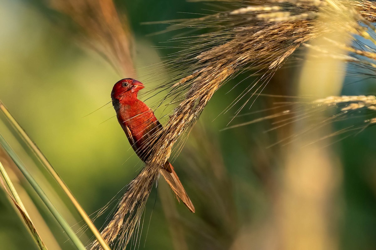 Crimson Finch - ML559400171