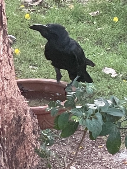 Large-billed Crow - Kit Britten