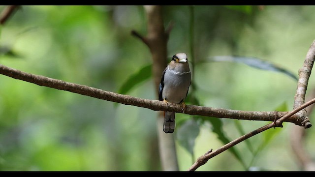 Silver-breasted Broadbill - ML559401571