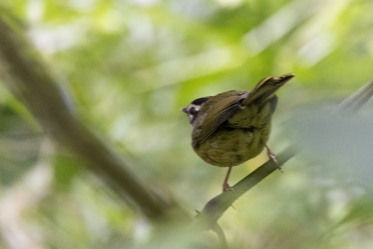 Three-striped Warbler (auricularis) - ML559401721