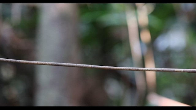 Black-backed Dwarf-Kingfisher - ML559402581