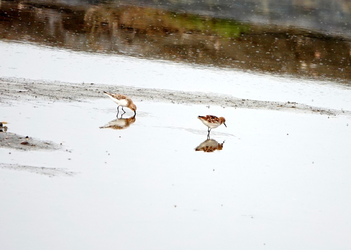 Little Stint - ML559402611