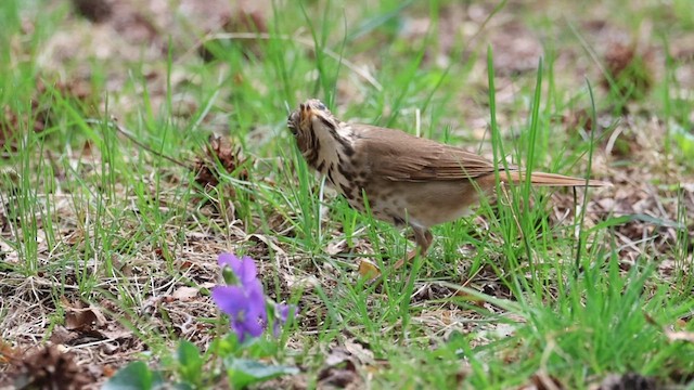 Hermit Thrush - ML559403871