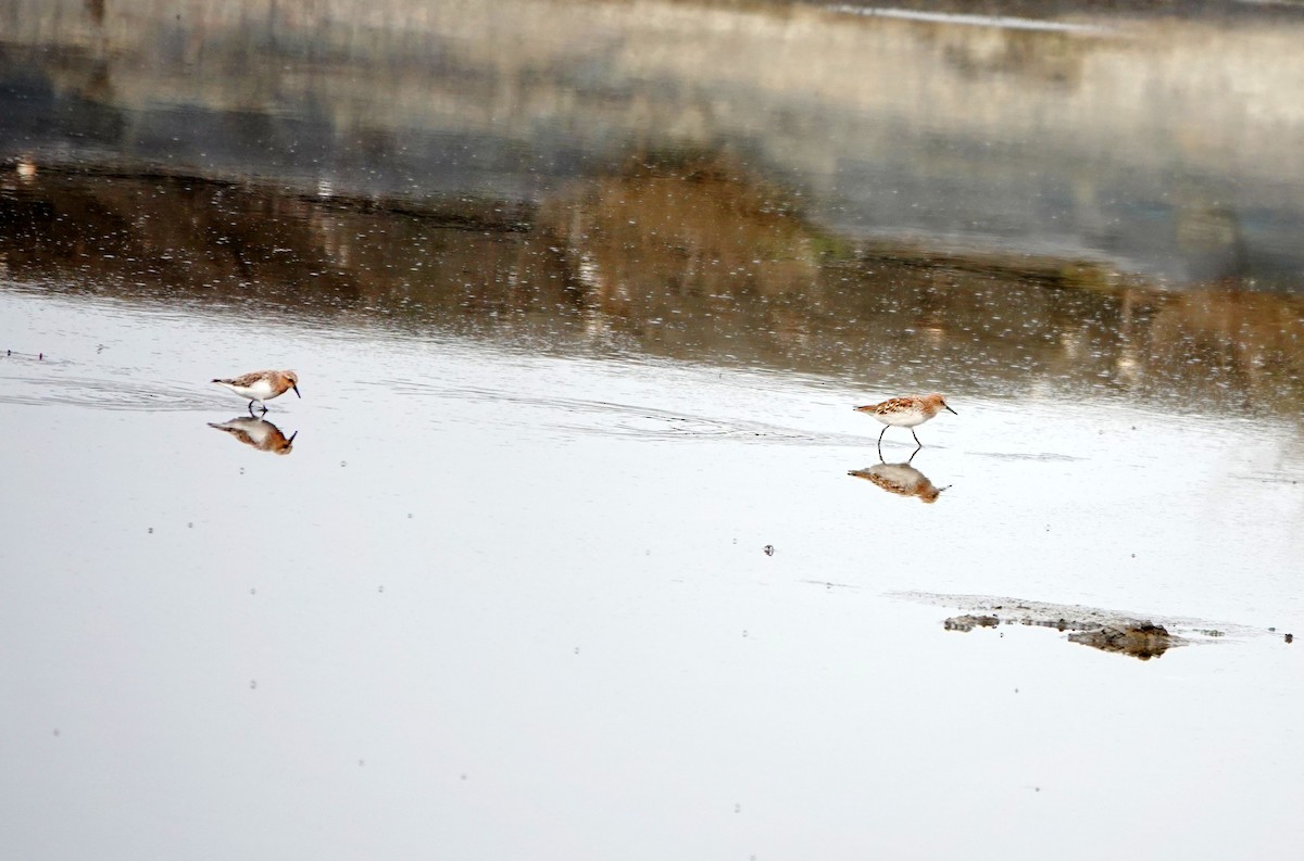 Little Stint - ML559404521